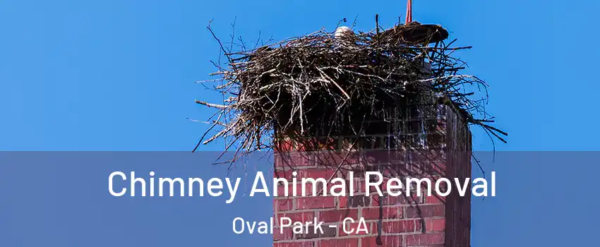 Chimney Animal Removal Oval Park - CA